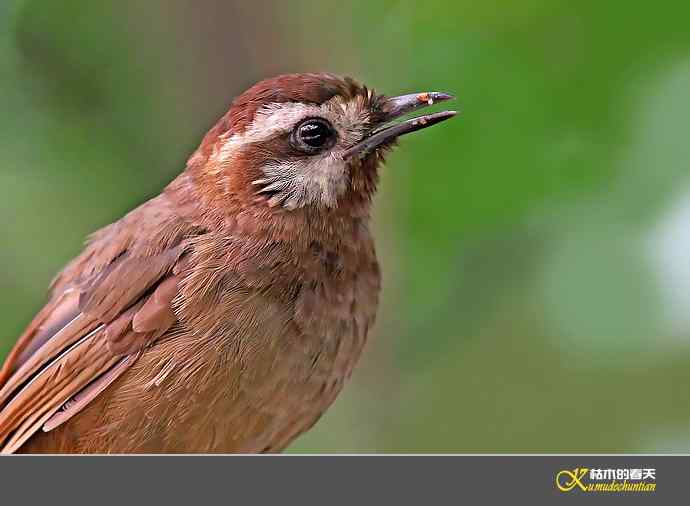 近期记录的杂鸟几片【实拍】