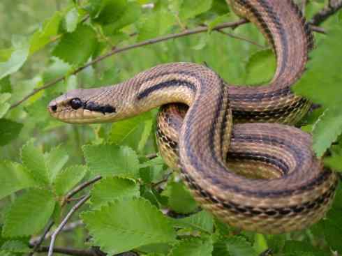 龙：传说的兽原型探秘（游蛇类）