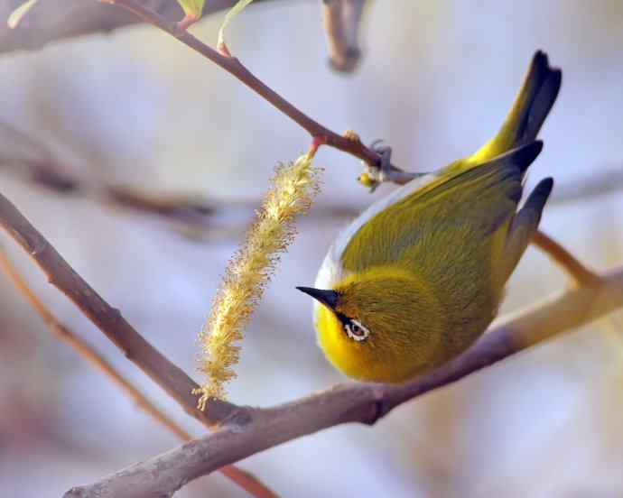 近距看灰腹秀眼