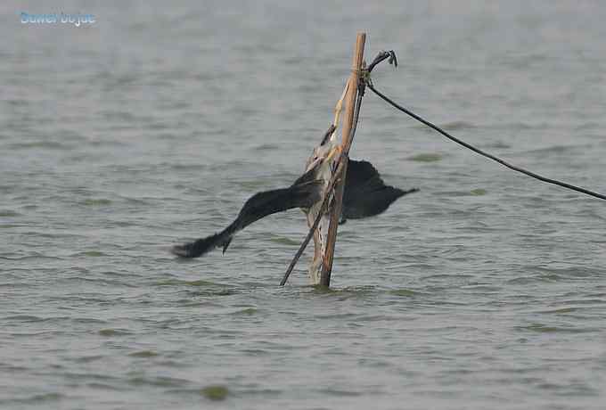 衡水湖：草鹭苍鹭黄苇鳽（终结篇）