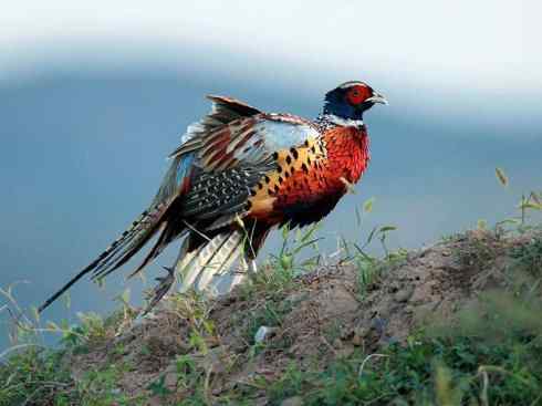 凤凰：传说的鸟原型探秘（雉鸡）