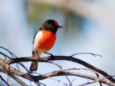 美丽无罪：雀鸟之欣赏