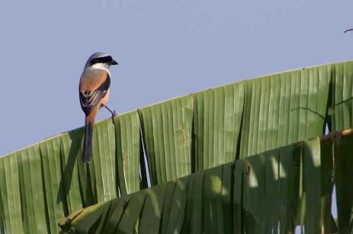 四川西昌鸟类摄影——棕背伯劳