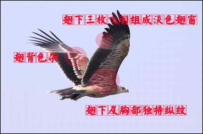 白肩雕幼鸟 猛禽大全——中国东部地区27种迁徙类猛禽辨识