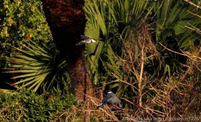 佛州不期而遇北美小鸟