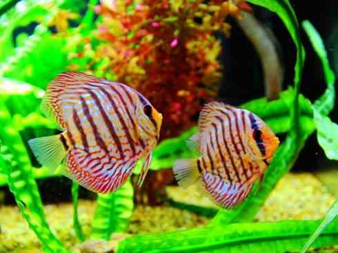 鱼类活化石：美洲肺鱼