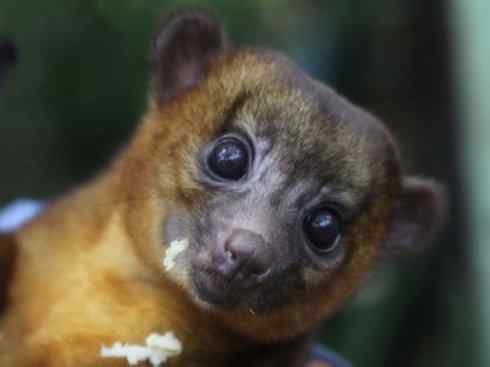 十大喜食蜂蜜动物:蜜熊