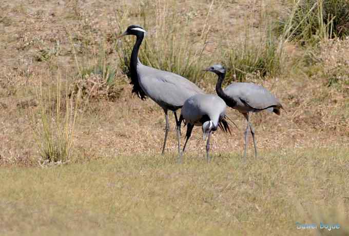 达里诺尔湖的蓑羽鹤 达里诺尔湖的蓑羽鹤