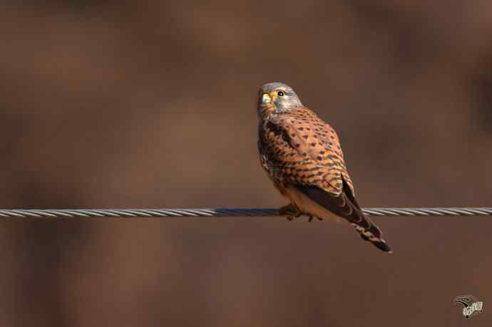 永定河峡谷的红隼