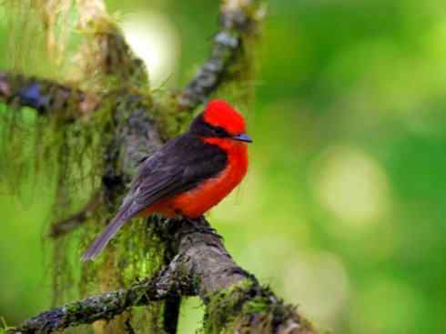 极品红色鸟类:朱红霸鶲 极品红色鸟类:朱红霸鶲