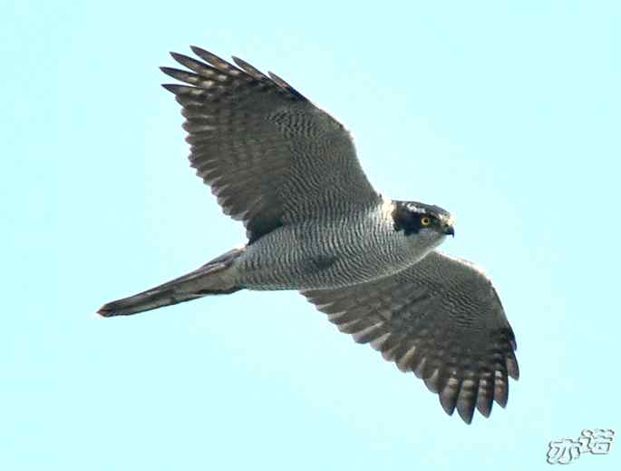 北京西山&nbsp;wbr路&nbsp;wbr苍鹰