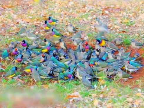 家禽驯化之源之十七