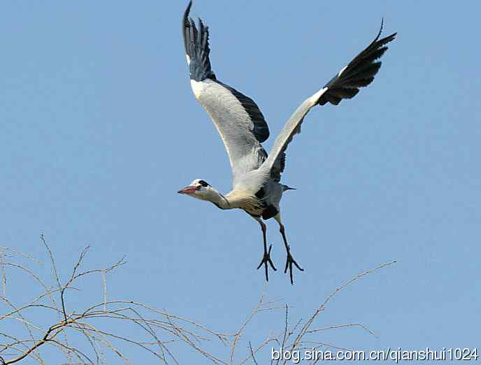 蓝天下勤劳的苍鹭
