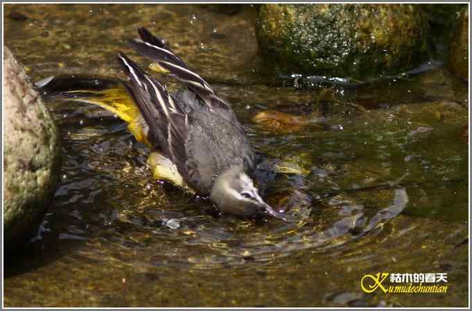 灰鹡鸰的沐浴秀【照片】