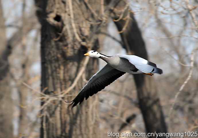 飞(斑头雁) 飞(斑头雁)