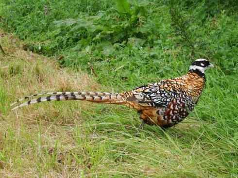 凤凰：传说的鸟原型探秘（雉鸡）