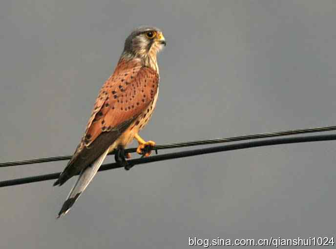 红隼的美味午餐(白河湾)