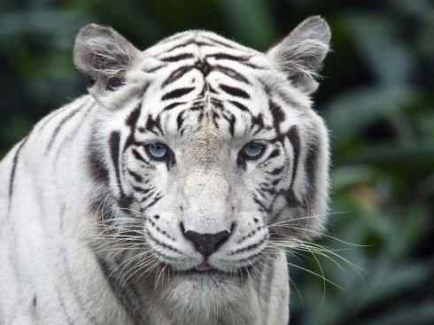 白虎：传说的兽原型探秘（孟加拉虎）