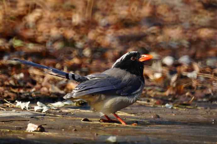 天坛流浪汉 天坛流浪汉