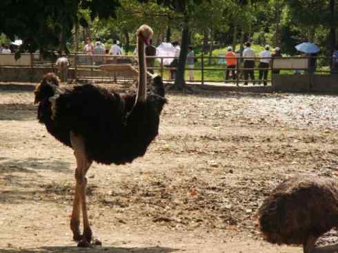 家禽驯化之源之十二