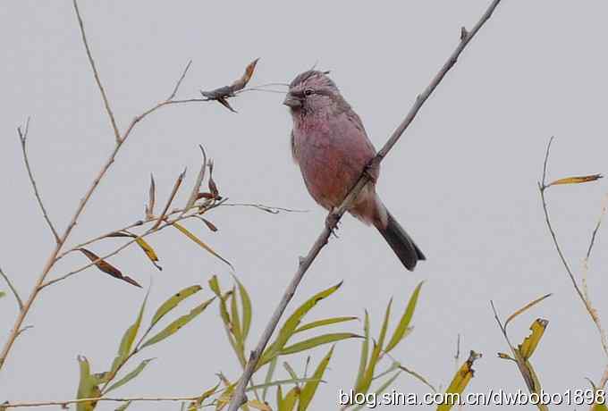 东花园观鸟生境记录