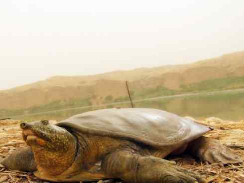 玄武：传说的兽原型探秘（鳖）