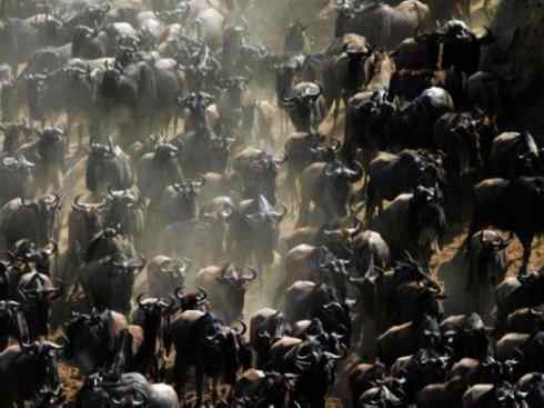 自然奇观：动物大迁徙(非洲大迁徙)