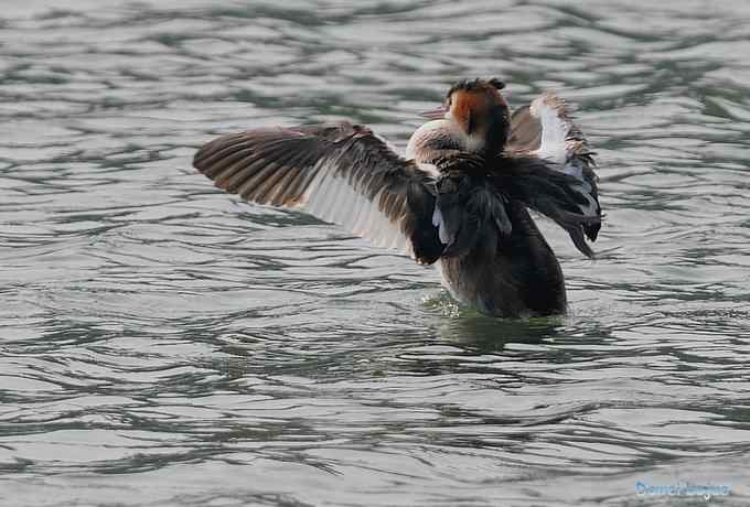 颐和园的凤头 颐和园的凤头
