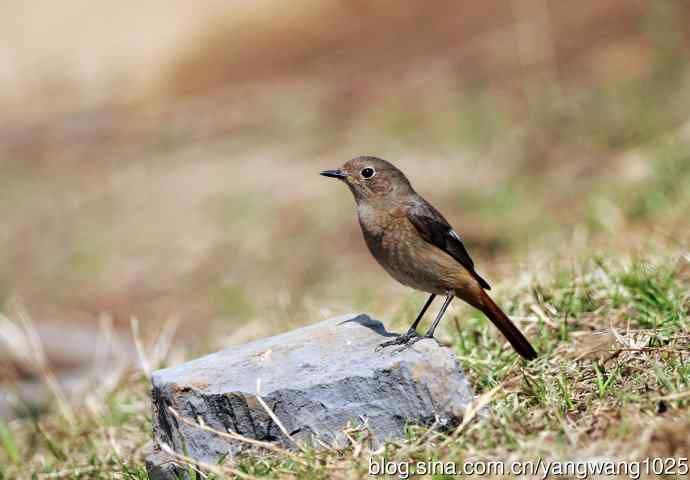 雌性北红尾鸲（6）