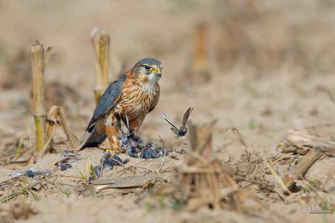 【野鸭湖的鸟】灰背隼 【野鸭湖的鸟】灰背隼