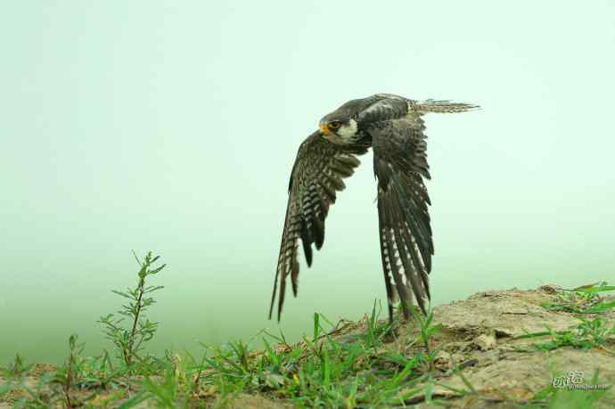 野鸭湖：抓拍阿穆尔隼起飞