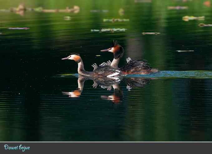 绿意倒映中的pt家园 绿意倒映中的pt家园