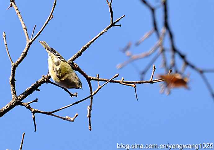 高枝头的戴菊鸟 高枝头的戴菊鸟