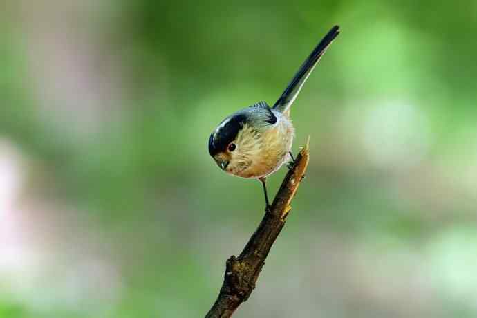 【综合】蓝歌邀宠 wbr五喉闹秋