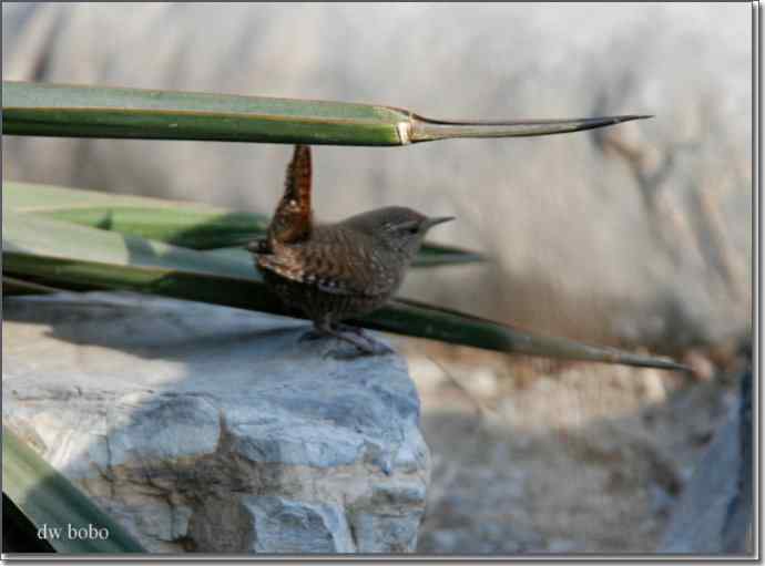 辞旧岁 wbr黄喉鹀添彩儿