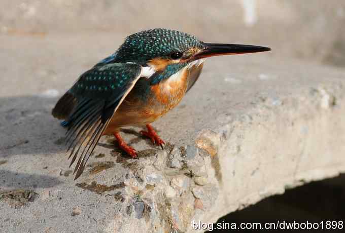 新年第一炮:小翠抓虾 新年第一炮:小翠抓虾