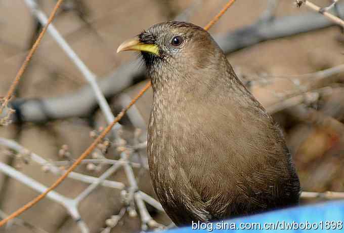 白河湾的山噪鹛