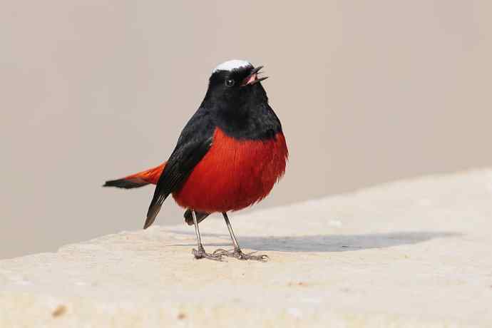 白顶亮翅 白顶亮翅