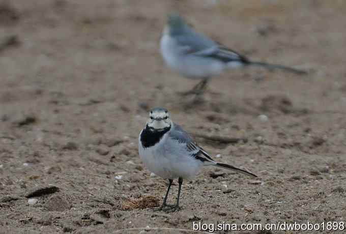 东花园观鸟生境记录