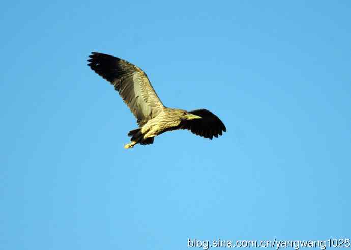 夜鹭MM的展示 wbr1