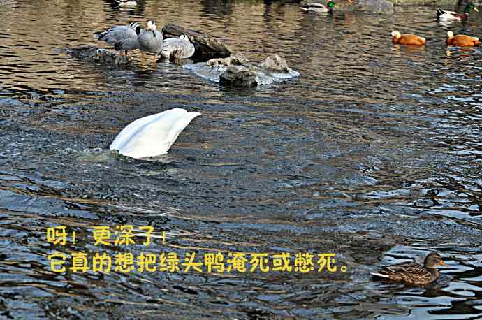 天鹅的愤怒与可怜的绿头鸭（纪实）