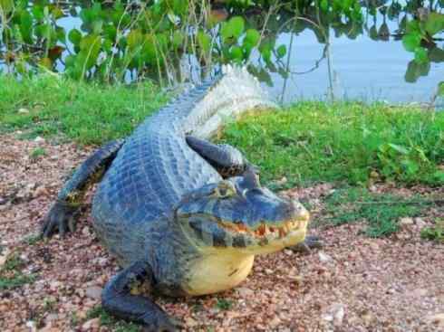 龙:传说的兽原型探秘(短吻鳄类) 龙:传说的兽原型探秘(短吻鳄类)