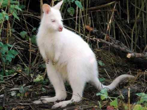 白虎：传说的兽原型探秘