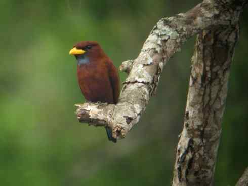 绝色攀禽：佛法僧目之三宝鸟