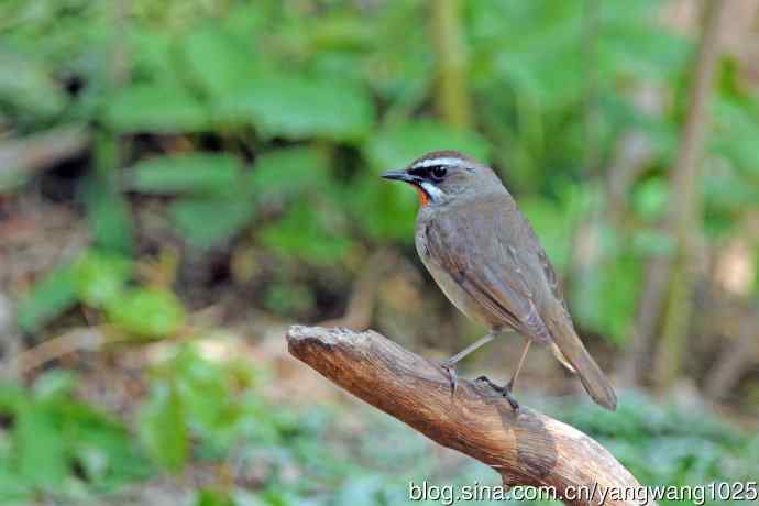 雄性红喉歌鸲(12) 雄性红喉歌鸲(12)