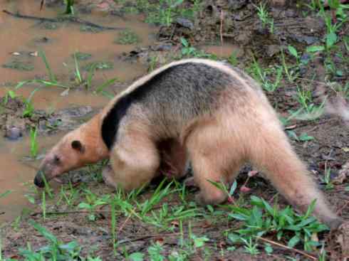 盘点十二大著名食蚁动物:食蚁兽 盘点十二大著名食蚁动物:食蚁兽