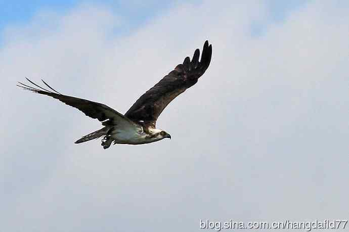 美国鸟类摄影——鹗（5）