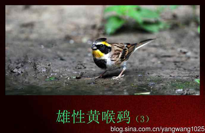 北京天坛公园的鸟类——雄性黄喉鹀（3）