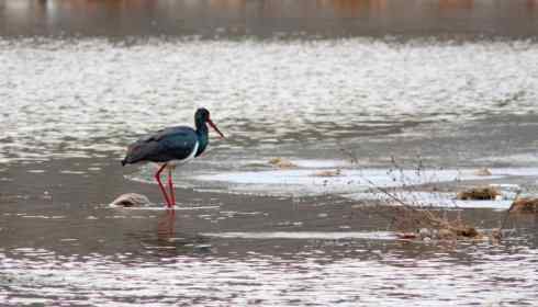 五百分之八的黑鹳