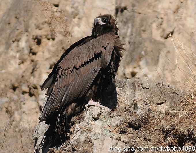 走近秃鹫：一段撼人心魄的拍摄经历